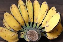 Pisang Emas Seperti Apa